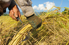 Grain/Agriculture